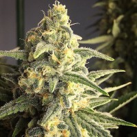Cream 47 regular Ganja Seeds