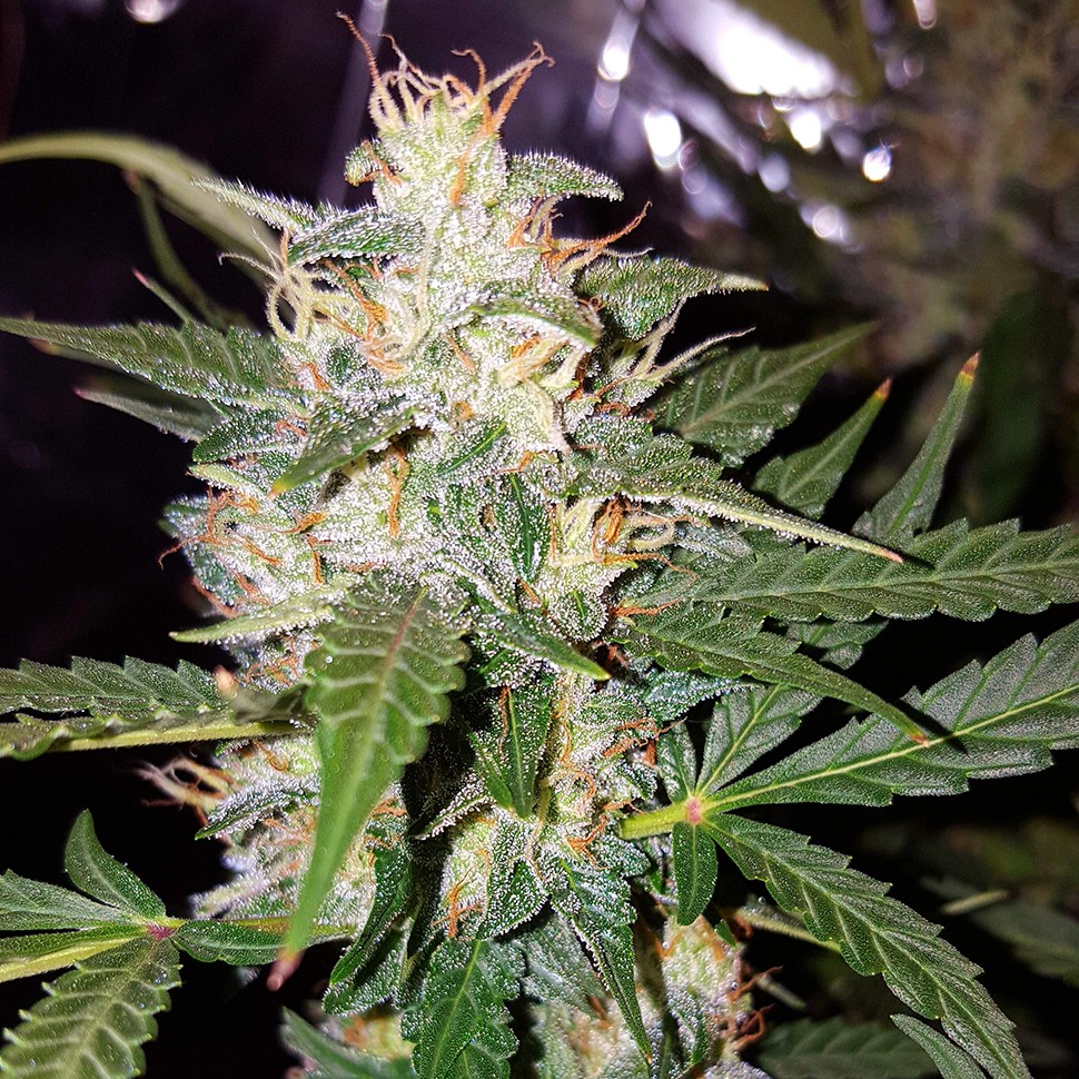 Семена каннабиса  Biggest Bud feminised Victory Seeds