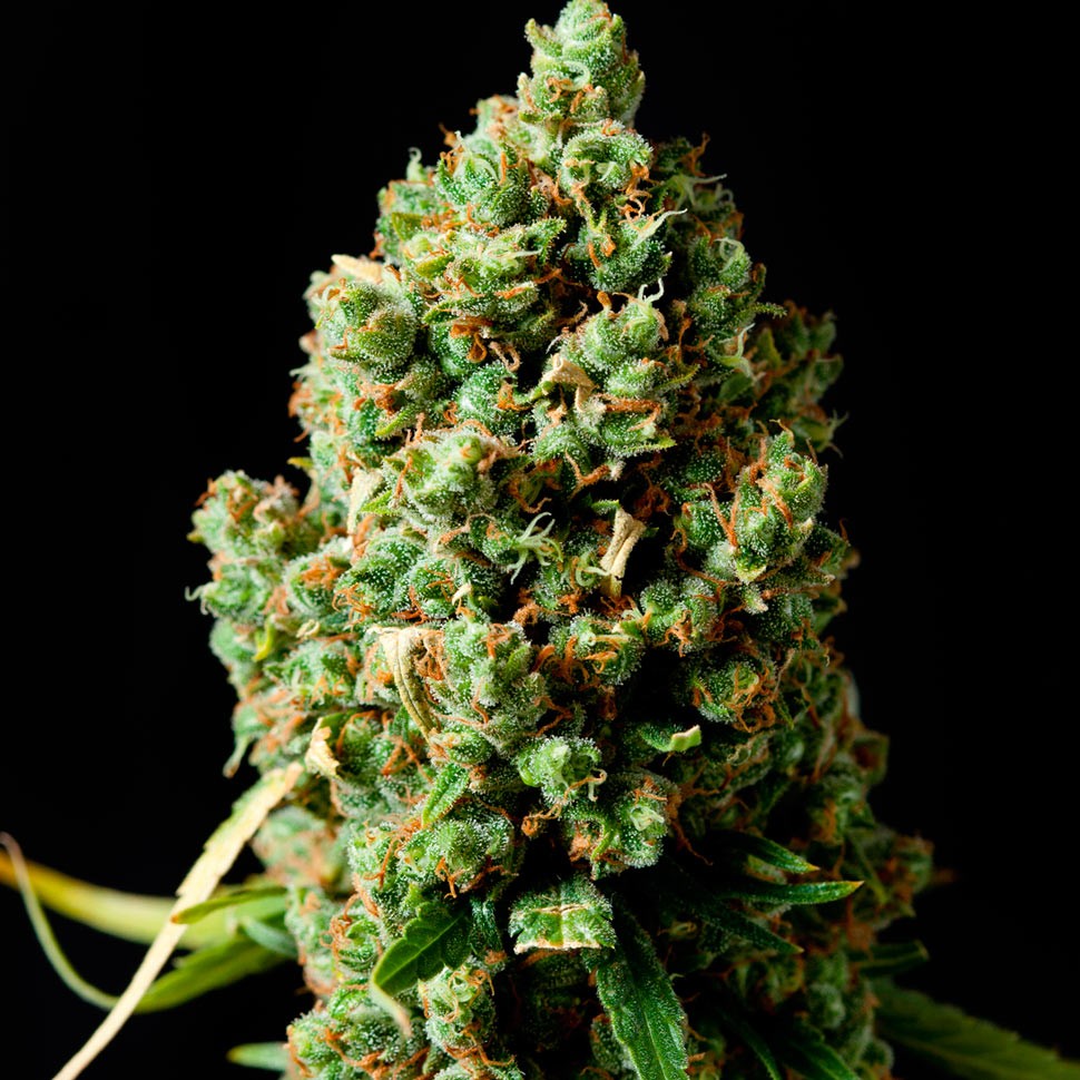 Семена каннабиса  Auto Critical Kush feminised Ganja Seeds