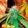 заказать на сайте семена конопли Bubblelicious regular