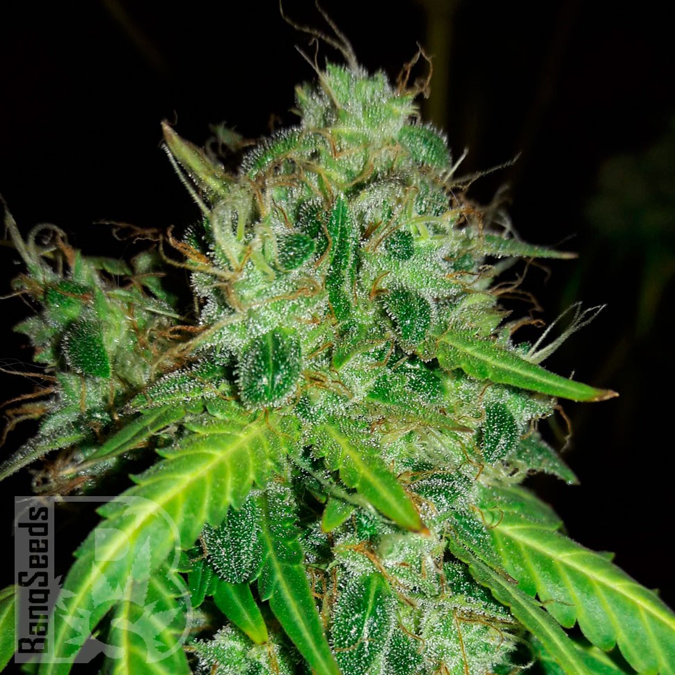 Семена ганжа  Bubblelicious regular Ganja Seeds