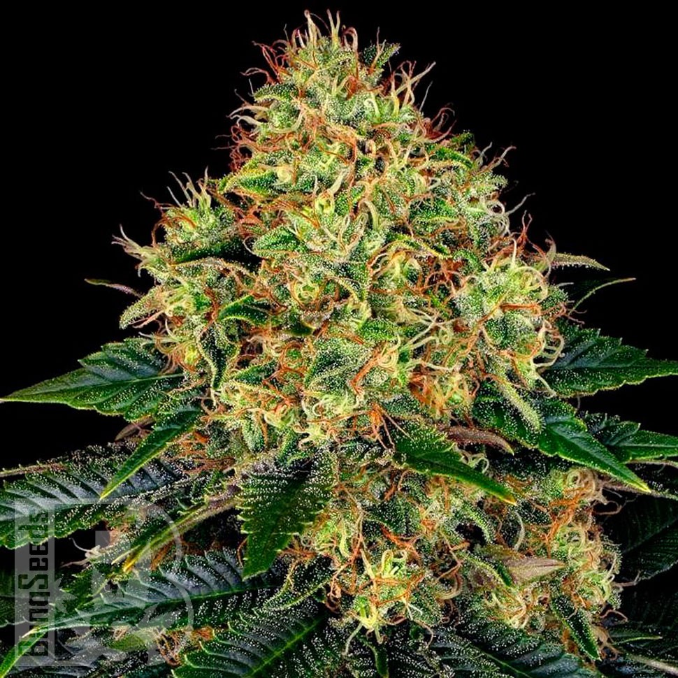 Семена  Auto Skywalker feminised Ganja Seeds