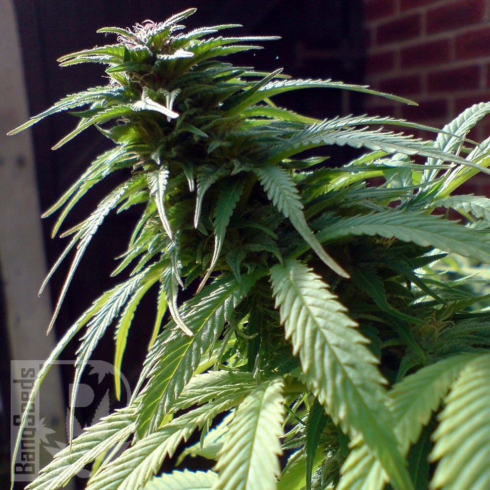 Семена конопли  White Widow x Early Skunk feminised Ganja Seeds