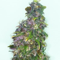 Mazar regular Ganja Seeds