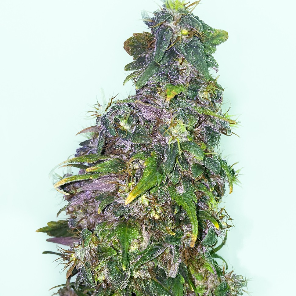 Семена  Mazar regular Ganja Seeds