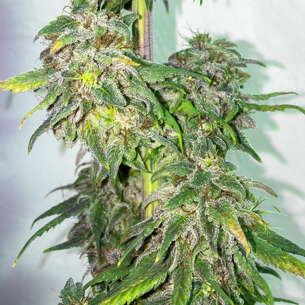 семена конопли для курения Mazar regular Ganja Seeds