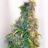семена конопли индика Mazar regular Ganja Seeds