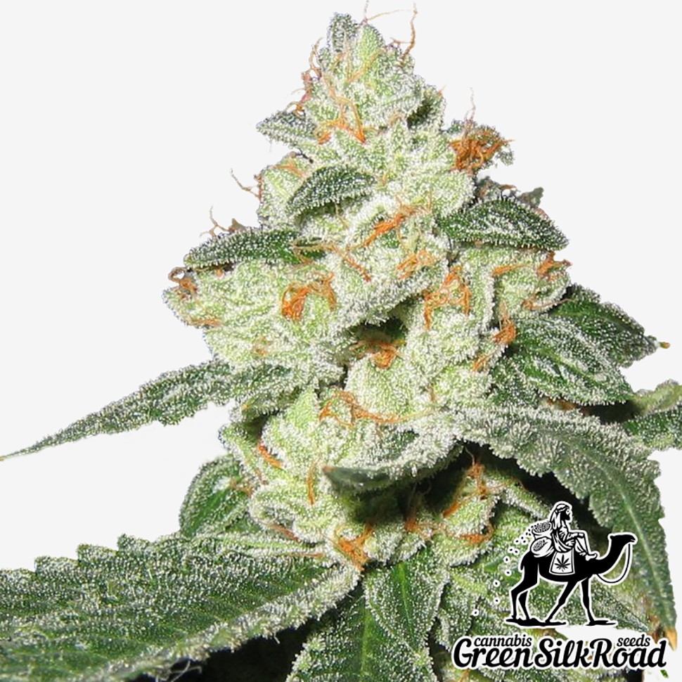 Семена каннабиса  Auto Great White Shark feminised Green Silk Road Seeds