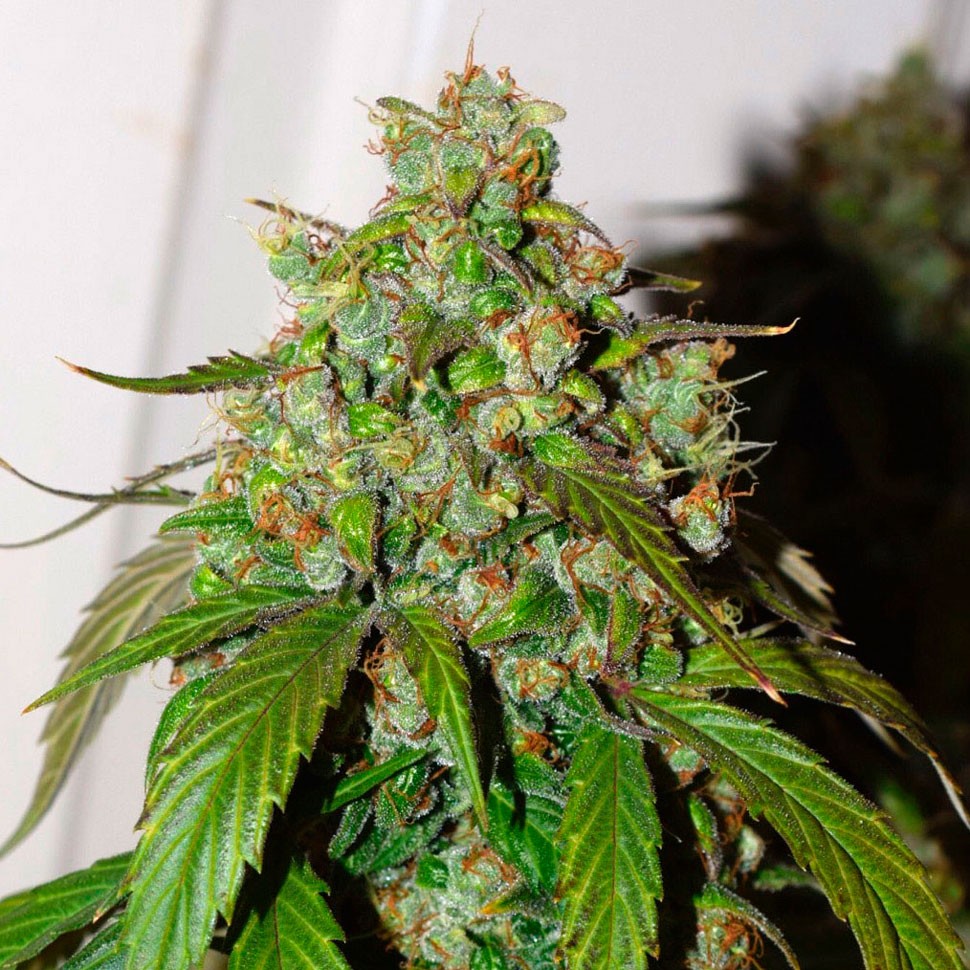 Семена  Auto Daiquiri Lime feminised Ganja Seeds