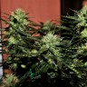 качественные семена конопли Auto Daiquiri Lime feminised Ganja Seeds