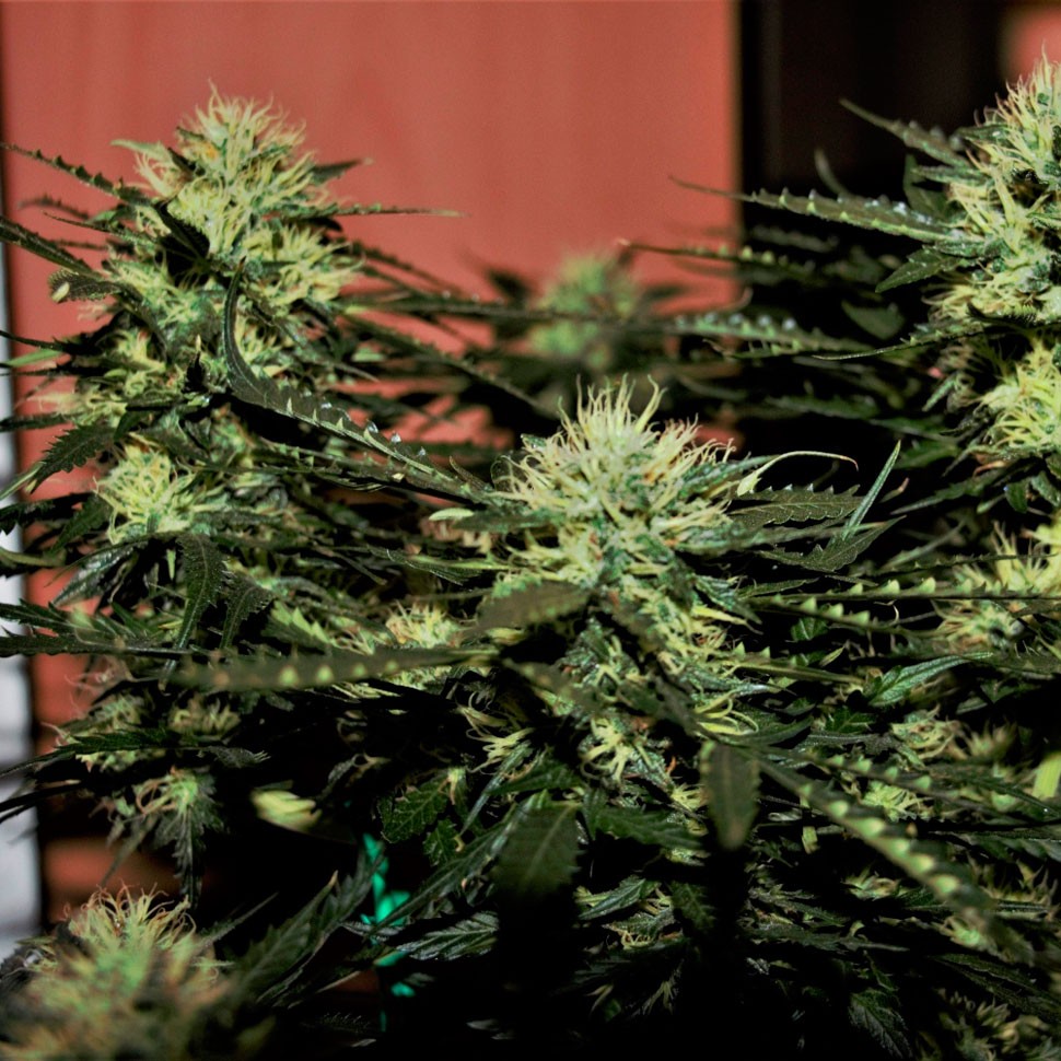 качественные семена конопли Auto Daiquiri Lime feminised Ganja Seeds