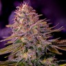 Семена конопли  Black Domina x M8 feminised Ganja Seeds