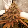 Семена конопли  Black Domina x M8 feminised Ganja Seeds