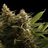Семена конопли  Black Domina x M8 feminised Ganja Seeds