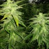 Семена конопли  White Widow x Great White Shark feminised Ganja Seeds