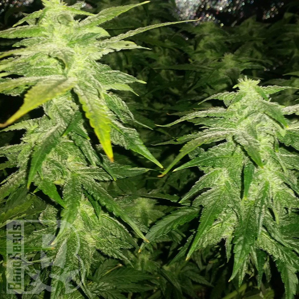 Семена конопли  White Widow x Great White Shark feminised Ganja Seeds