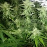 Семена конопли  White Widow x Great White Shark feminised Ganja Seeds