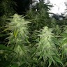 Семена конопли  White Widow x Great White Shark feminised Ganja Seeds