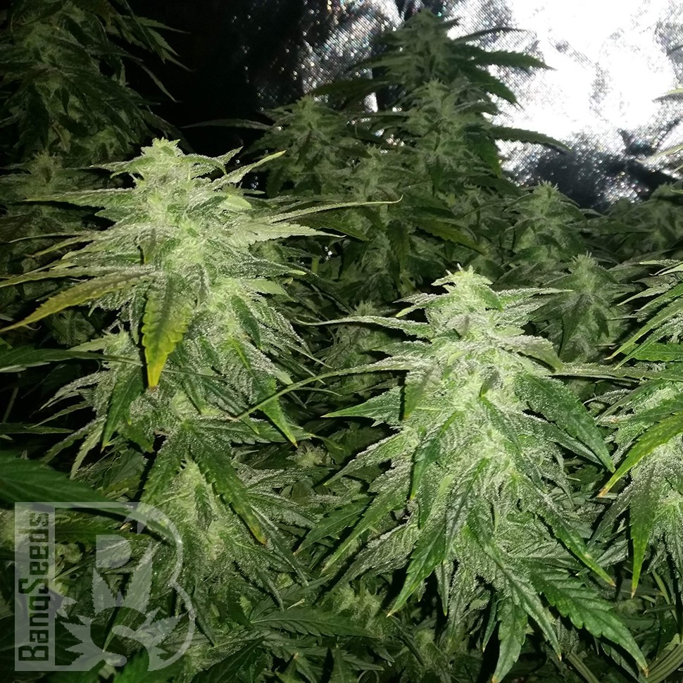 Семена конопли  White Widow x Great White Shark feminised Ganja Seeds
