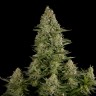 Семена конопли  White Widow x Great White Shark feminised Ganja Seeds