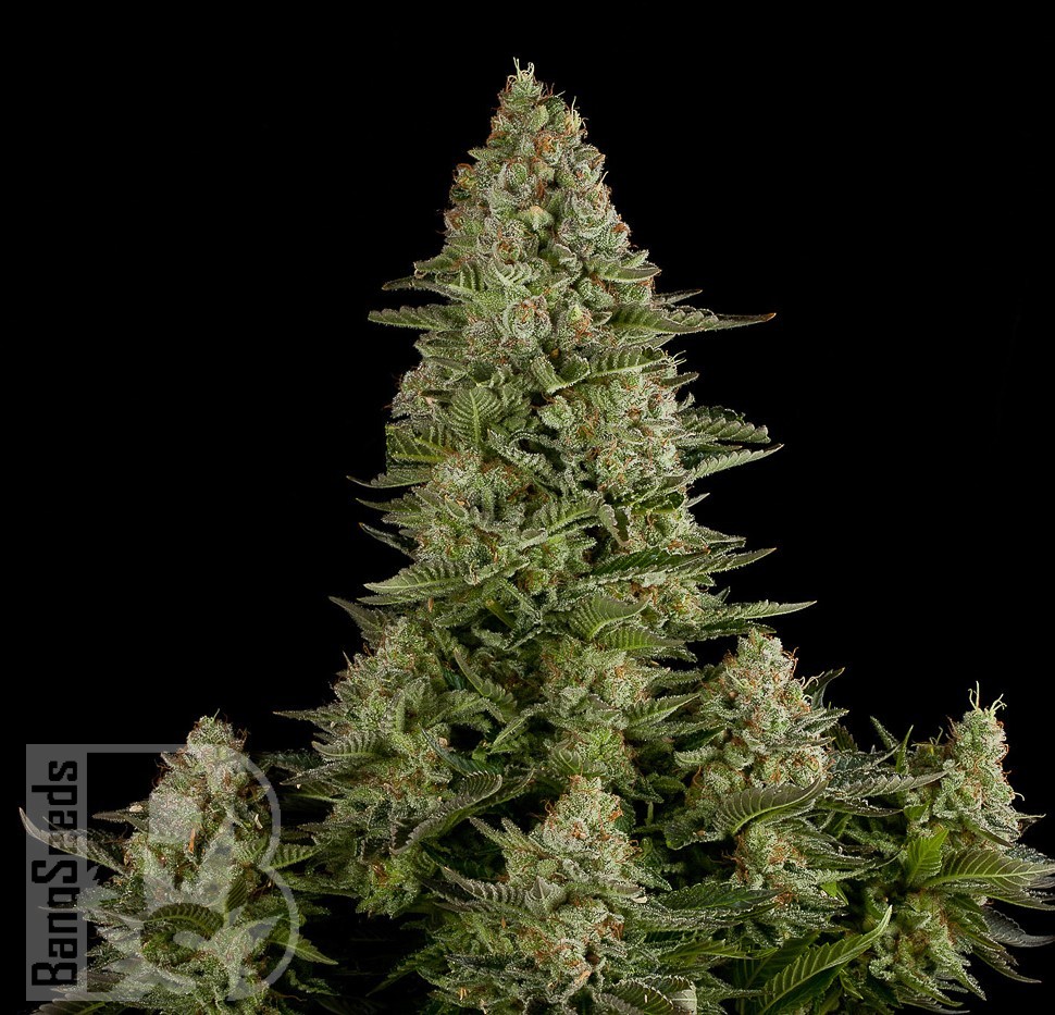 Семена конопли  White Widow x Great White Shark feminised Ganja Seeds