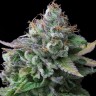 Семена конопли  White Widow x Great White Shark feminised Ganja Seeds