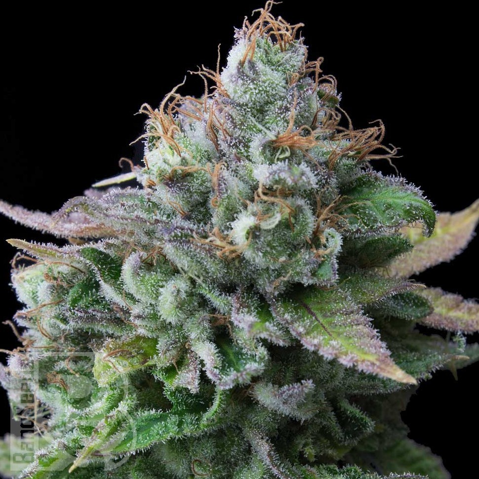 Семена конопли  White Widow x Great White Shark feminised Ganja Seeds