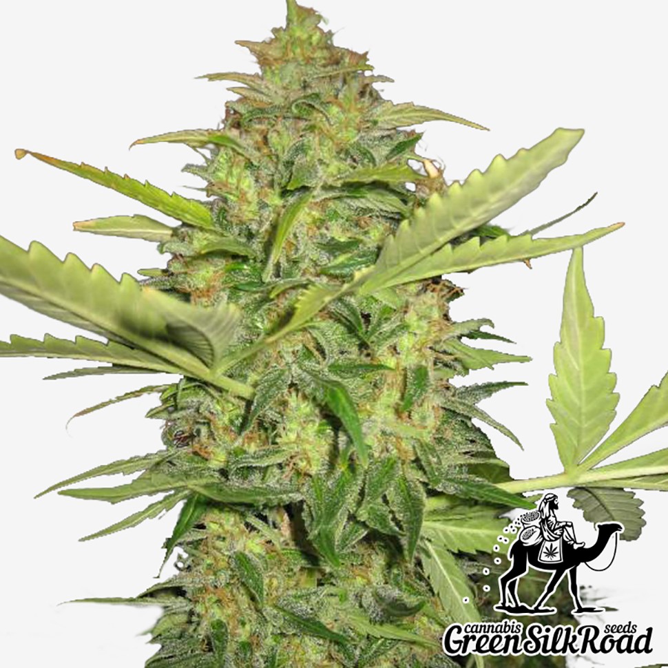 Семена  Auto Lemon Skunk feminised Green Silk Road Seeds