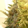 качественные семена конопли оптом Auto Dreamberry feminised Ganja Seeds
