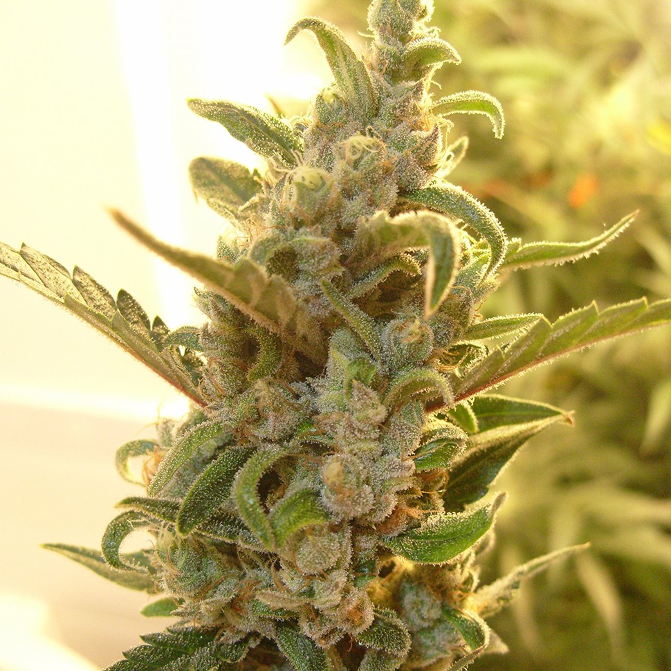Семена марихуаны  Auto Dreamberry feminised Ganja Seeds