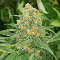 Green Crack feminised Ganja Seeds