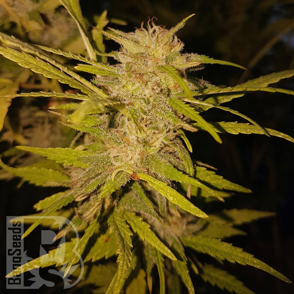 Black Russian feminised Ganja Seeds заказать