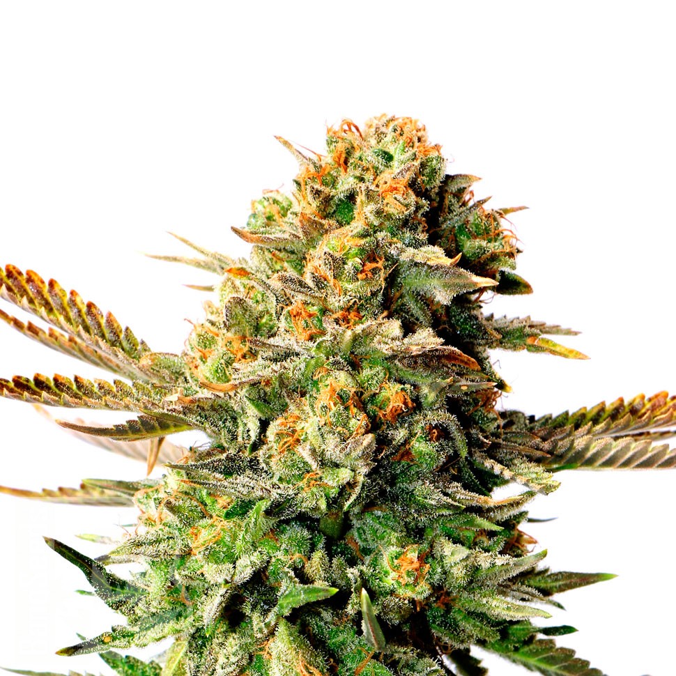Семена Black Russian feminised Ganja Seeds