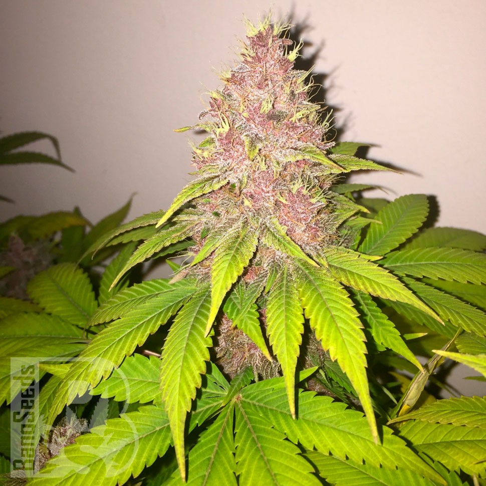 Семена конопли  Black Russian feminised Ganja Seeds