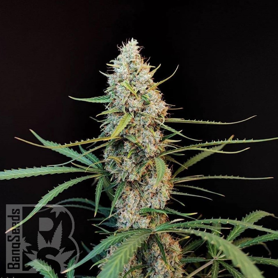 Семена  White Widow x Jack Herer feminised Ganja Seeds