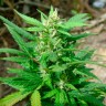 купить урожайные семена конопли White Russian regular