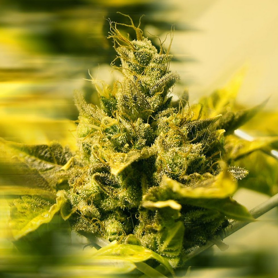 Семена  Era regular Ganja Seeds