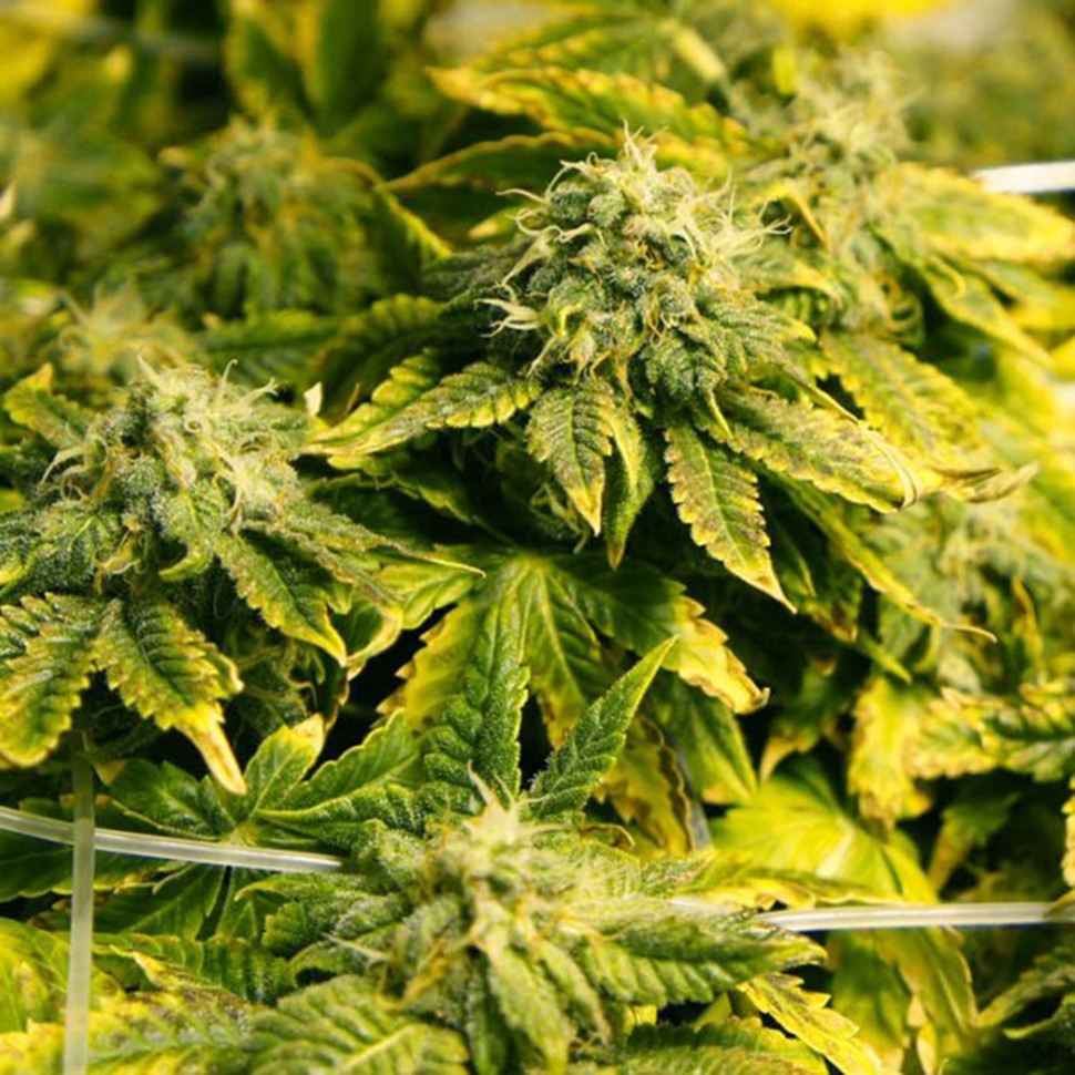 регулярные семена конопли купить Era regular Ganja Seeds