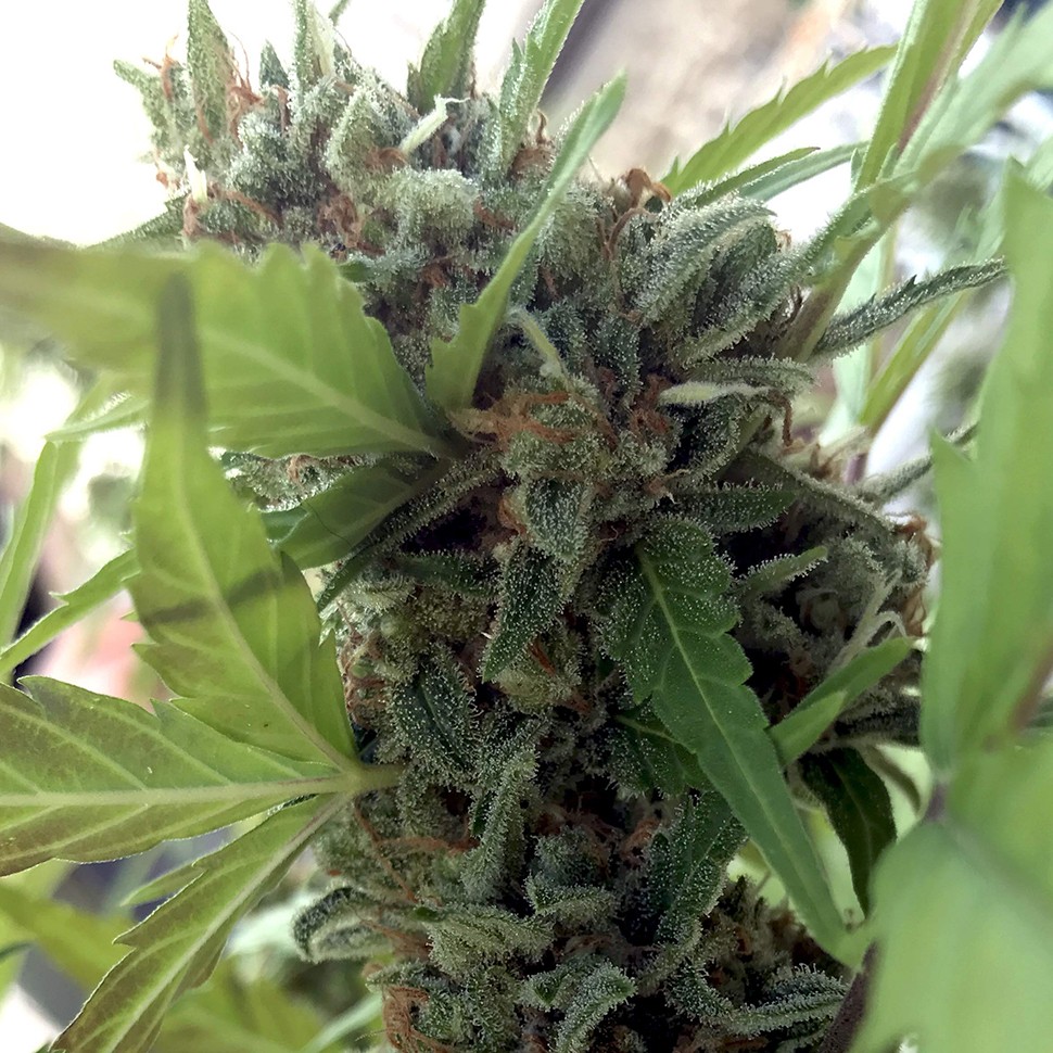 Семена марихуаны  Auto Girl Scout Cookies feminised Ganja Seeds