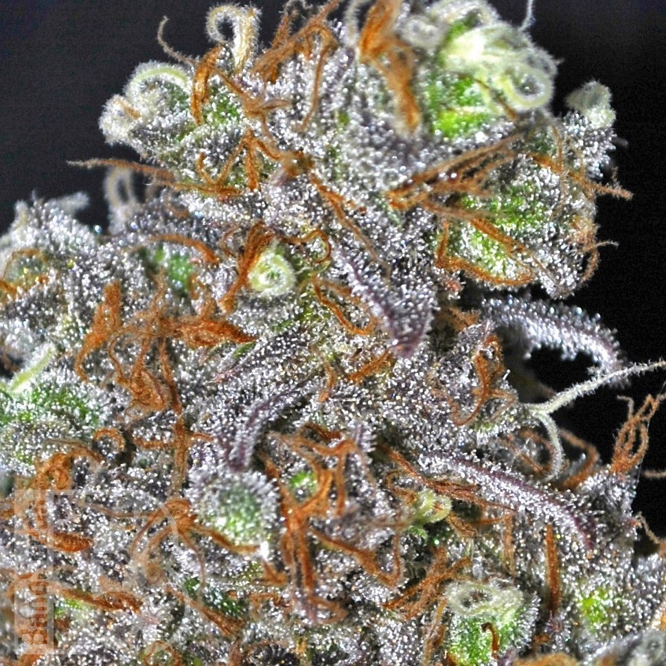 Семена  Opium feminised Ganja Seeds