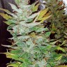 Семена  Opium feminised Ganja Seeds