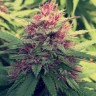 Семена конопли  Blue Diesel feminised Ganja Seeds