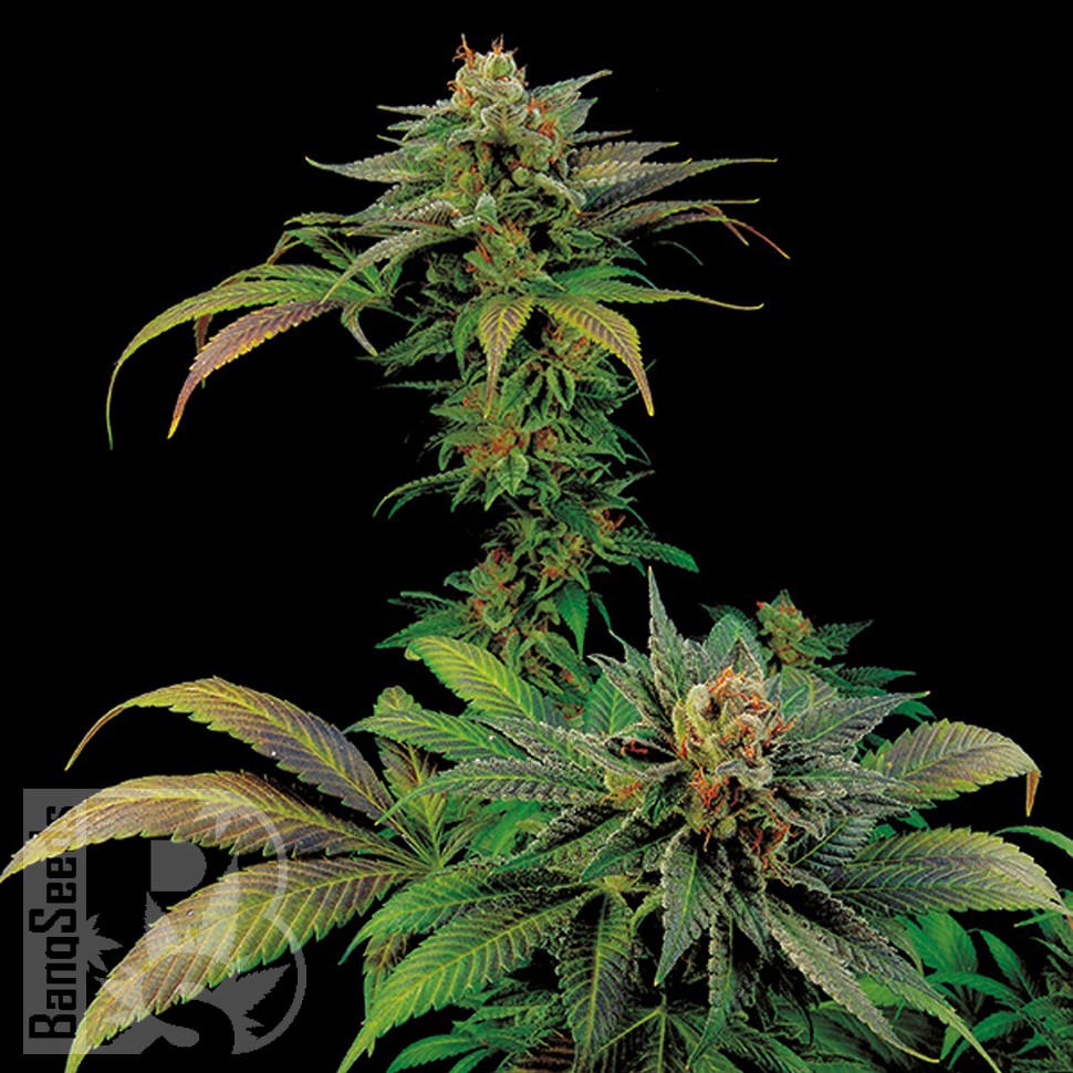 Семена каннабиса  White Widow x Somango feminised Ganja Seeds