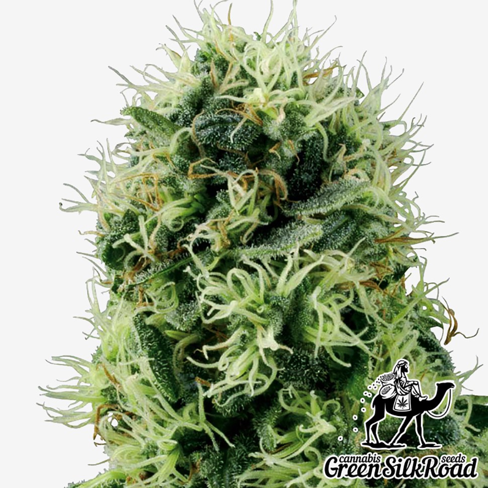 Семена марихуаны  Auto Power Plant feminised Green Silk Road Seeds