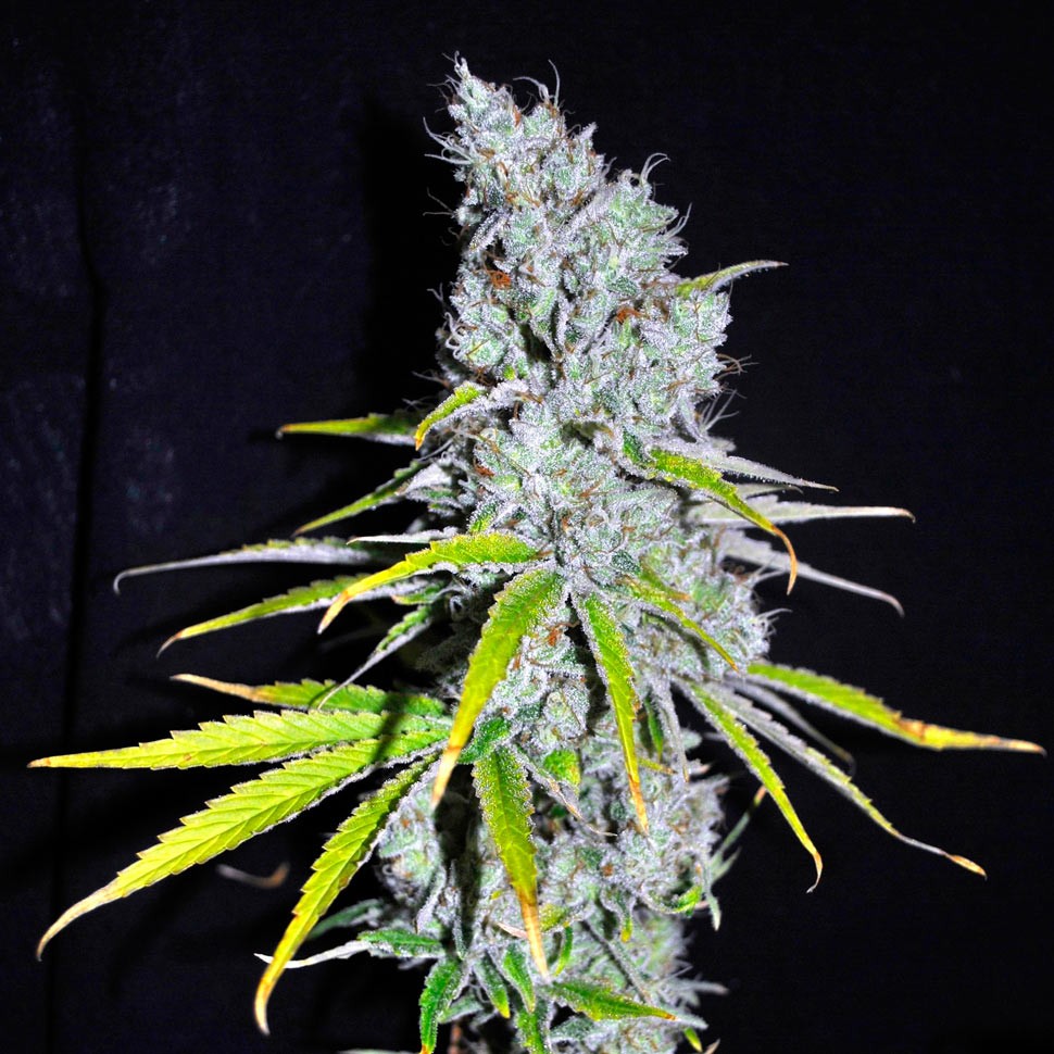 Семена каннабиса  Auto Haze CBD feminised Ganja Seeds