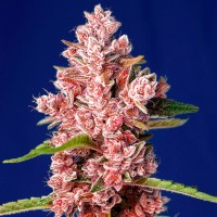 Tropicanna Poison feminised feminised Ganja Seeds Fast Version