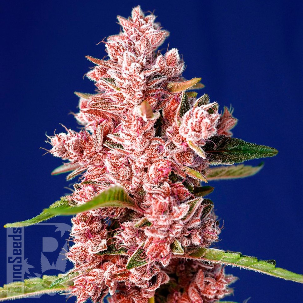 Семена марихуаны  Tropicanna Poison feminised feminised Ganja Seeds Fast Version