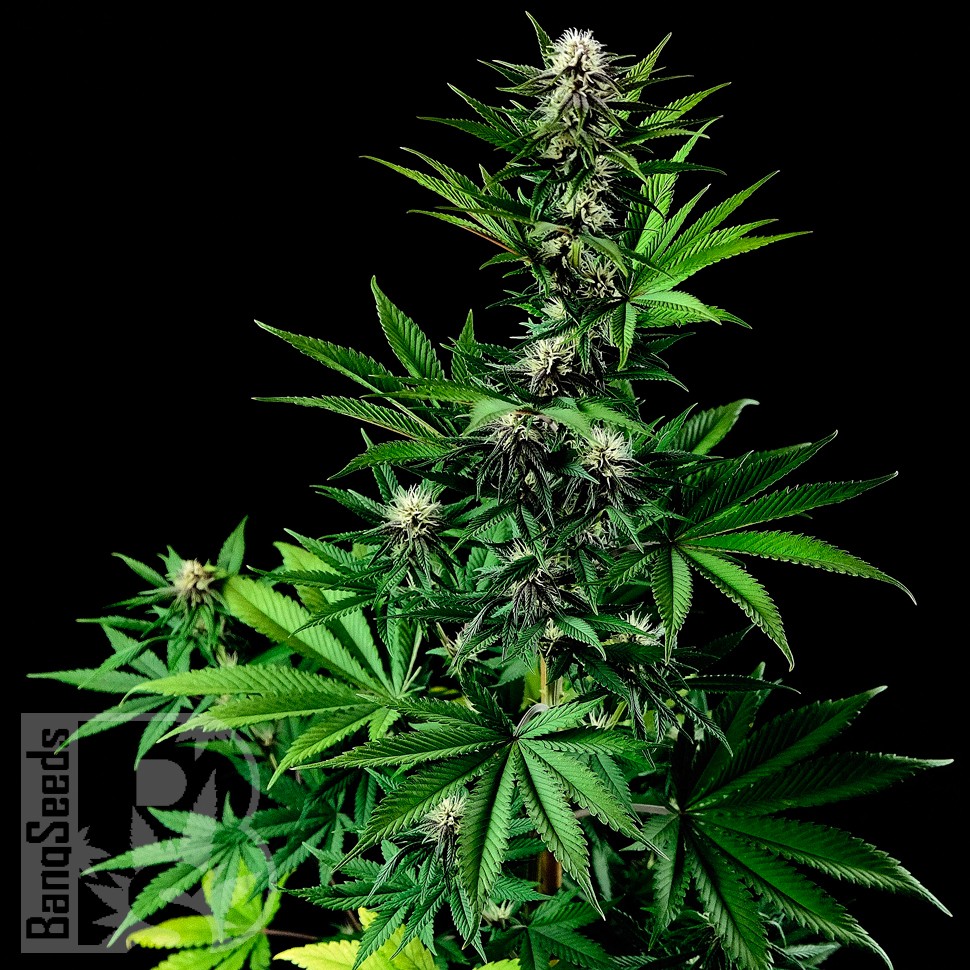 Tropicanna Poison feminised GanjaSeeds Fast Version заказать семена конопли