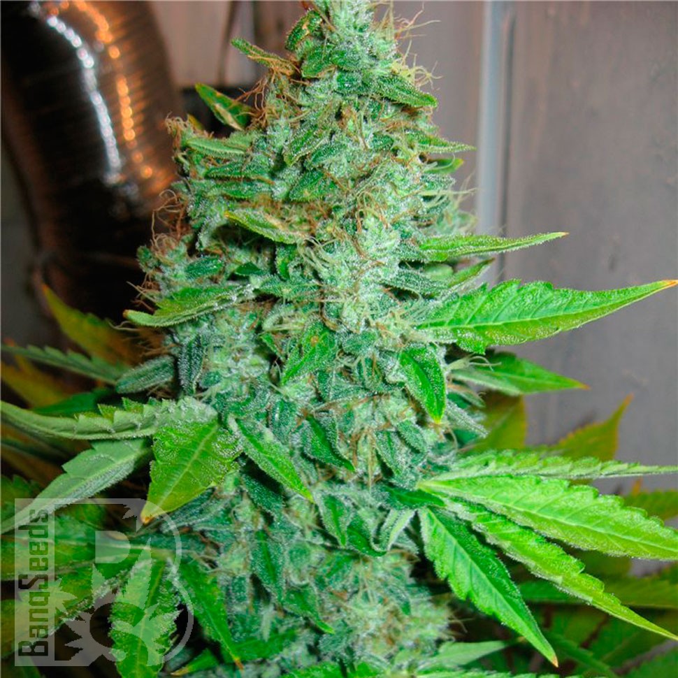 Семена ганжа  G13 Haze feminised Ganja Seeds