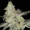 Семена каннабиса  Snow Ryder feminised Ganja Seeds